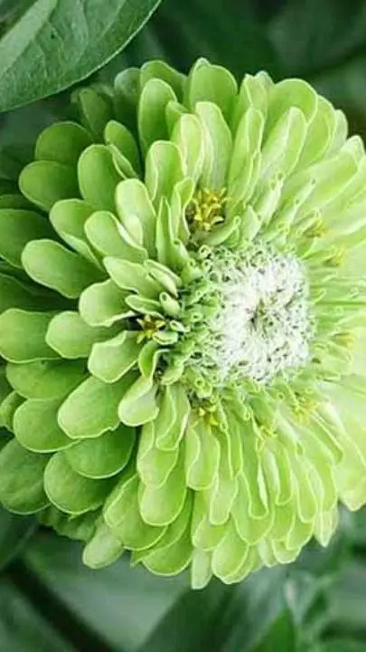 Talkie AI - Chat with 1x1x1x1 