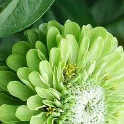 chat with ai character: 1x1x1x1 