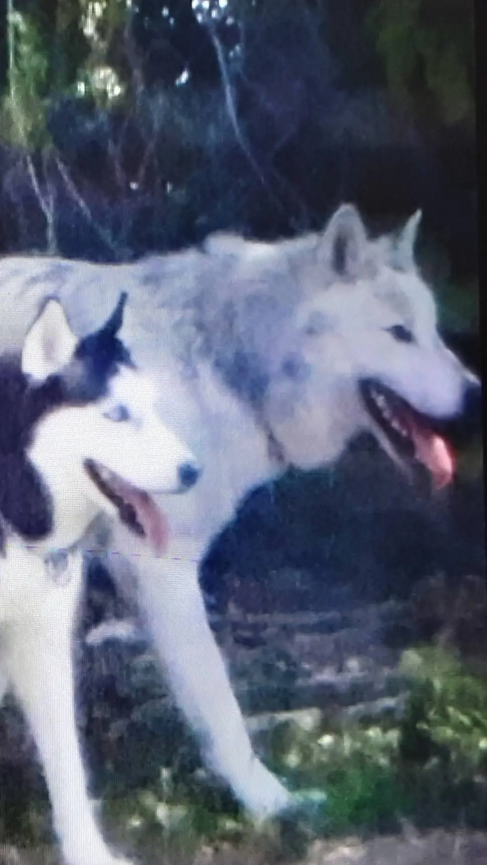 ai character: a husky and a wolf background