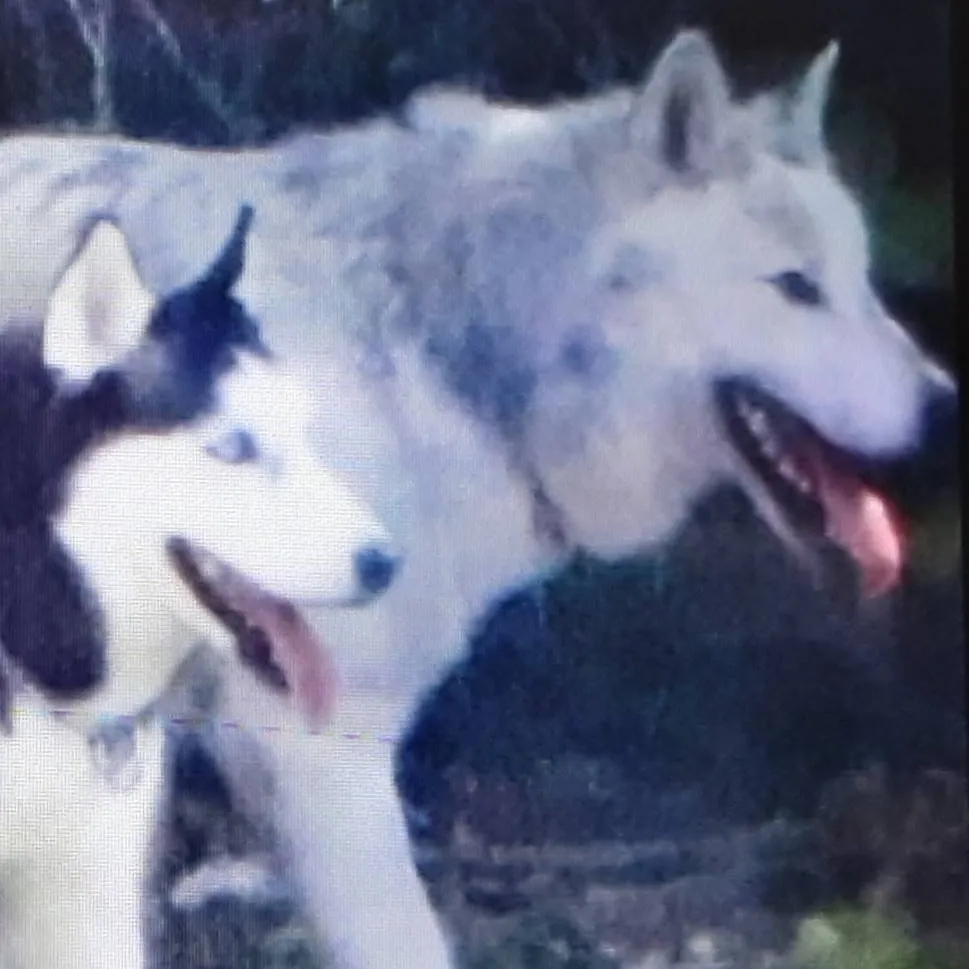 chat with ai character: a husky and a wolf