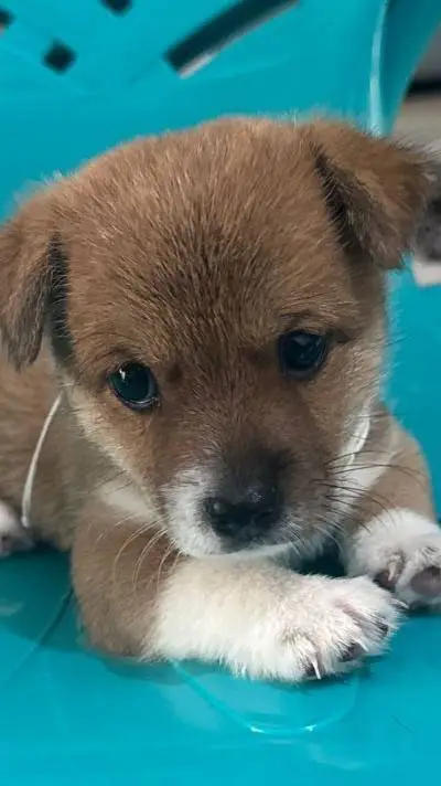 ai character: IDEAS background