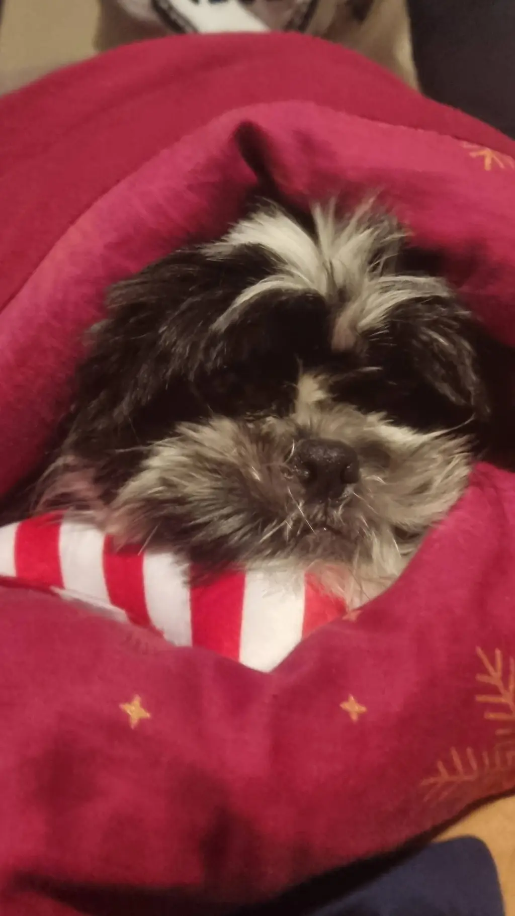 ai character: help my dog background