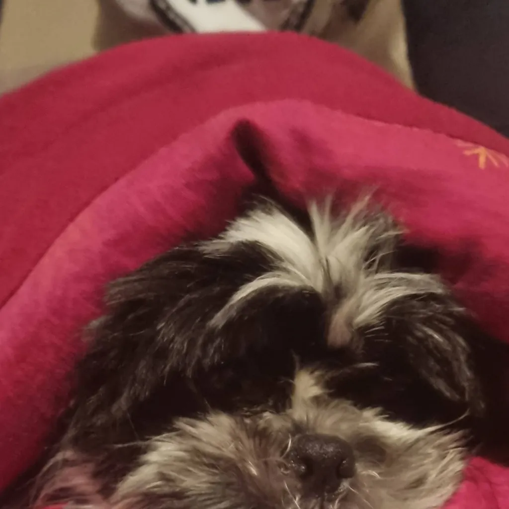 chat with ai character: help my dog