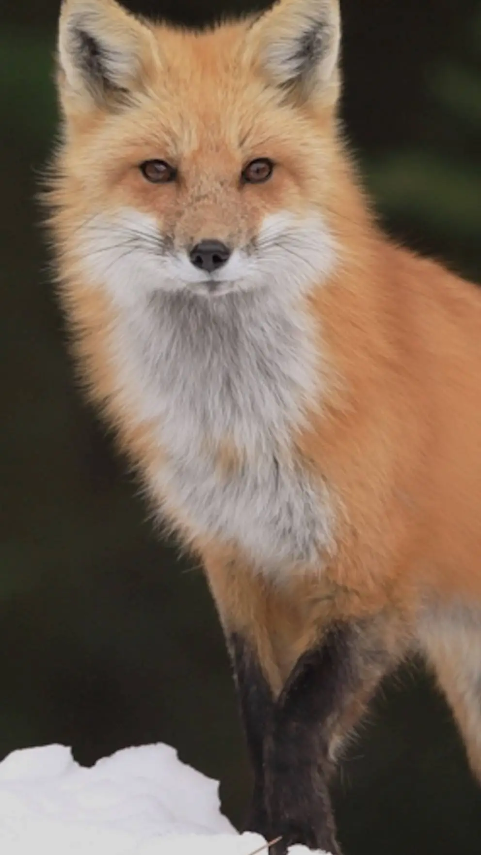 ai character: pet fox background
