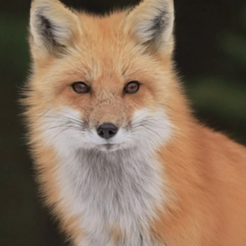 chat with ai character: pet fox