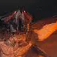 chat with ai character: Male MUTO.