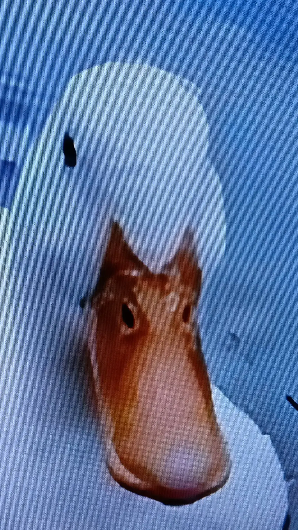 ai character: Ducky background