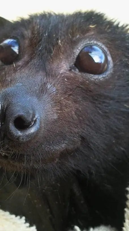 ai character: Bat background