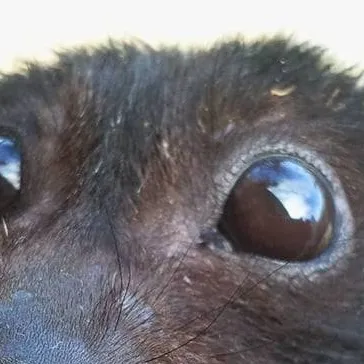 chat with ai character: Bat