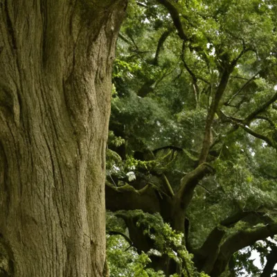 chat with ai character: Death Tree
