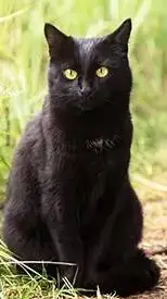 ai character: kitty background