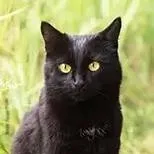 chat with ai character: kitty