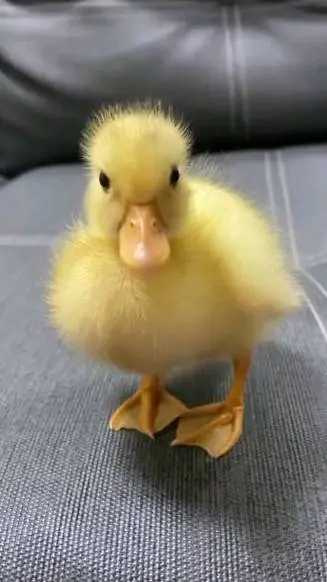 ai character: Flirt duck background