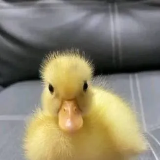 chat with ai character: Flirt duck