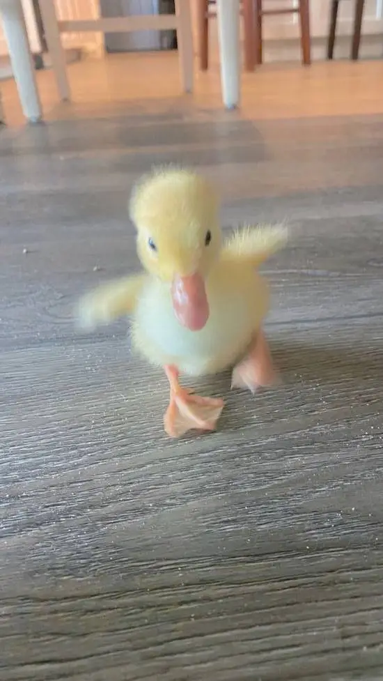 ai character: Ni-ki the duck background