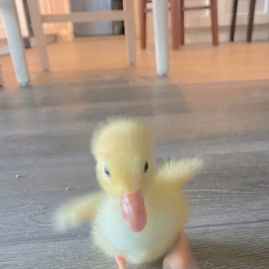 chat with ai character: Ni-ki the duck