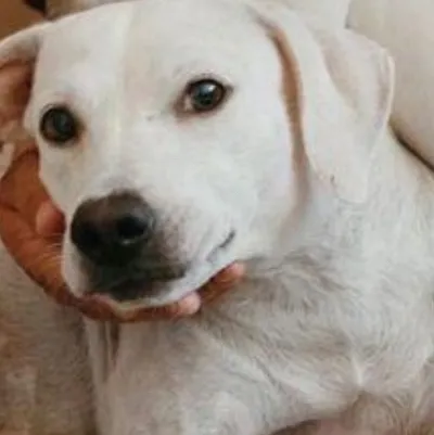 chat with ai character: Dog with her pupp