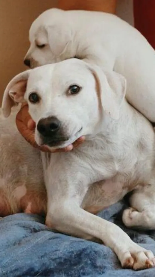 ai character: Dog with her pupp background