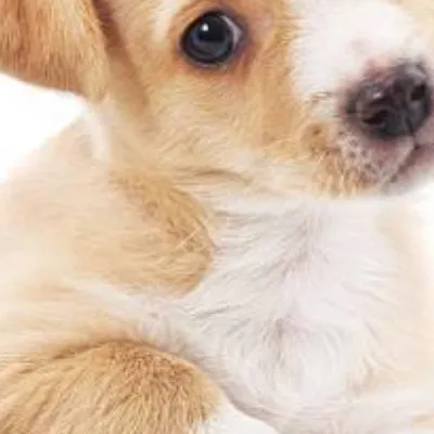 chat with ai character: Little cute pup
