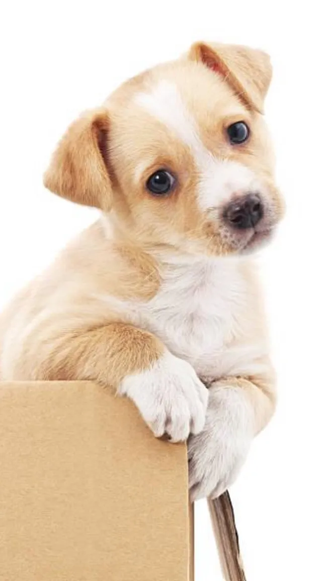 ai character: Little cute pup background