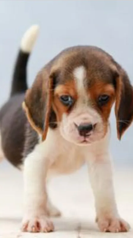 ai character: Puppy￼ background