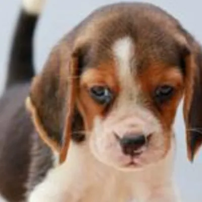 chat with ai character: Puppy￼