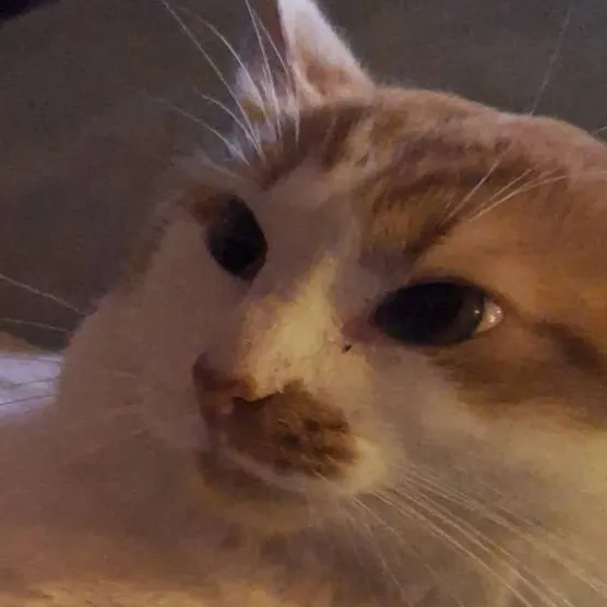 chat with ai character: you're own story