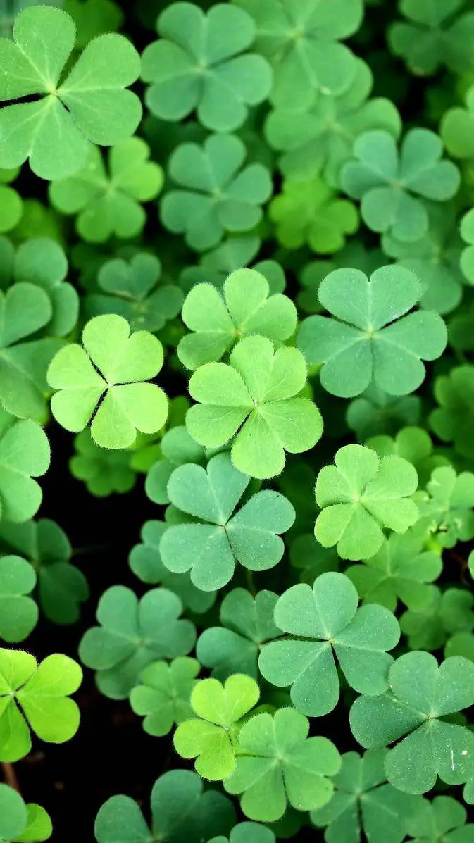 Talkie AI - Chat with St. Patrick's Day