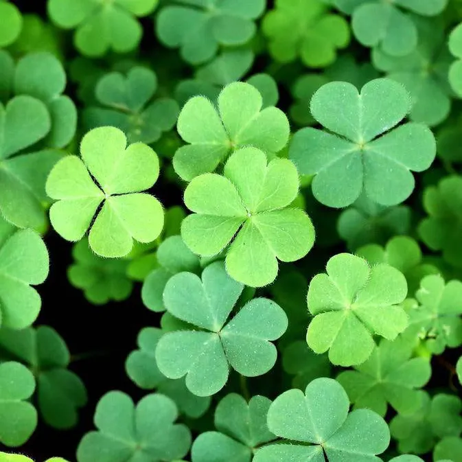 chat with ai character: St. Patrick's Day