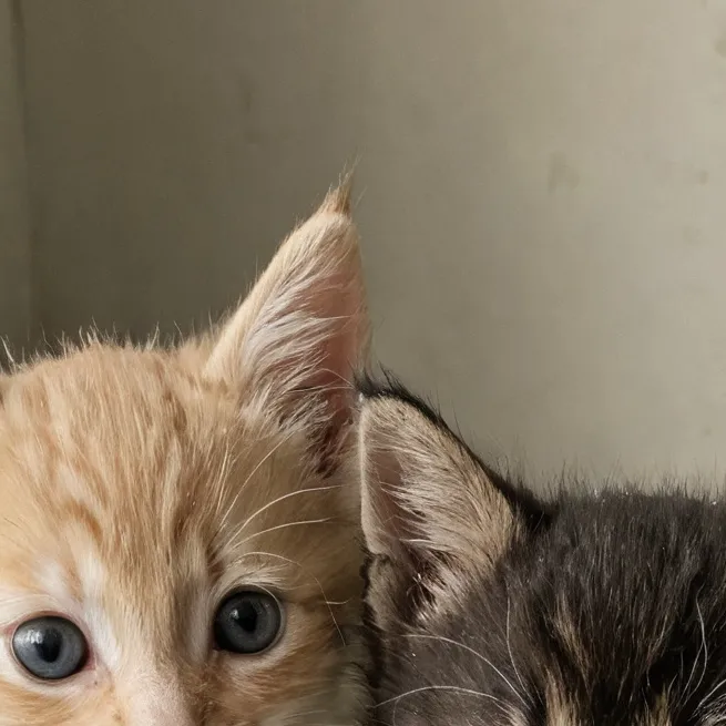 chat with ai character: 2 poor baby cats