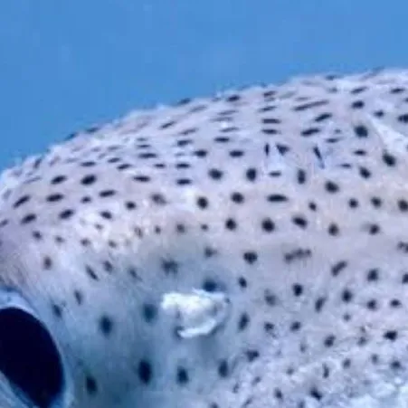 chat with ai character: Ur fishes