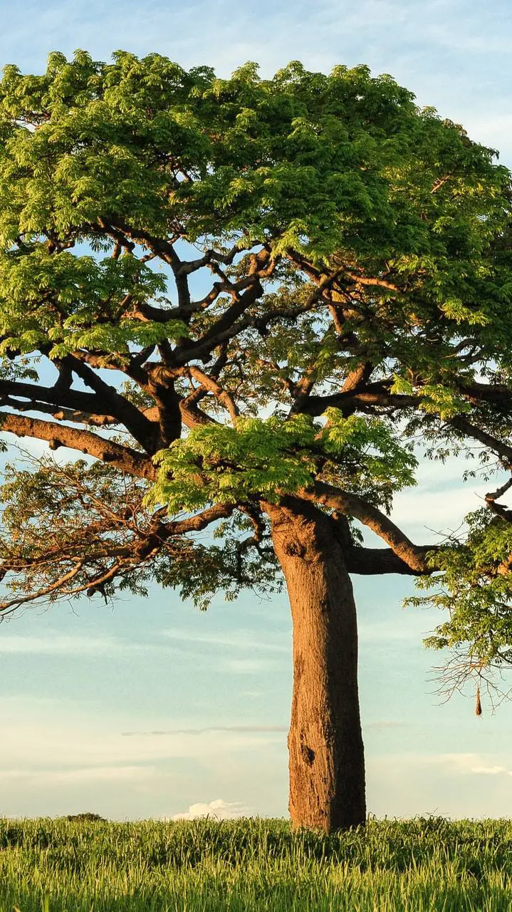 ai character: tree background