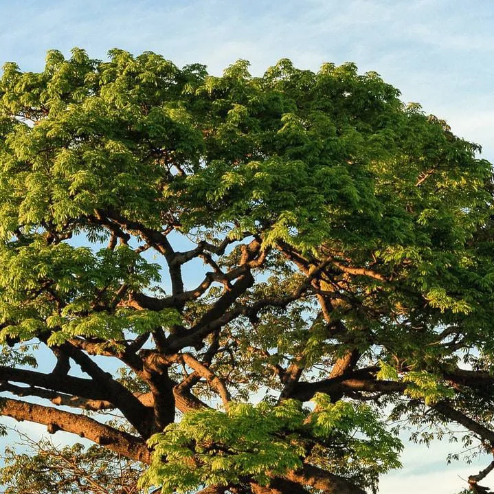 chat with ai character: tree