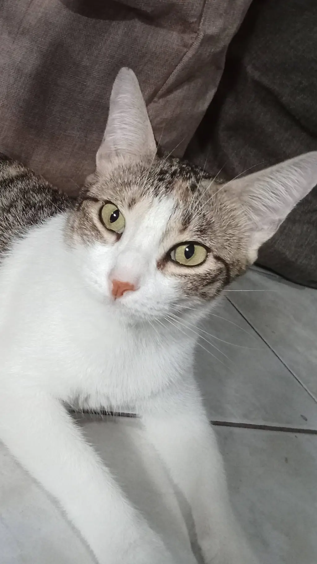 ai character: My cat background