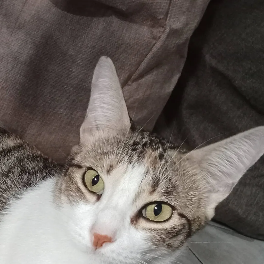 chat with ai character: My cat