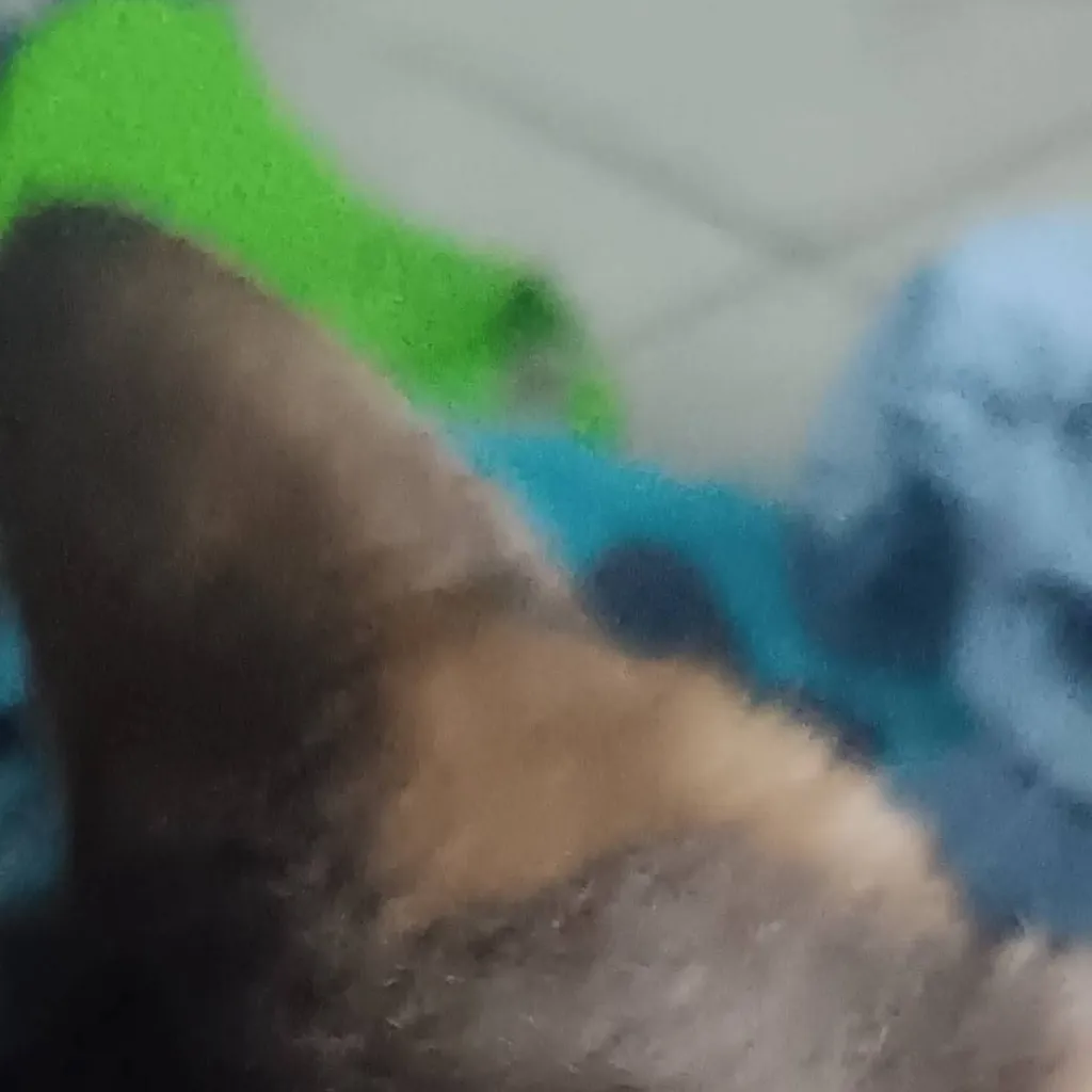 chat with ai character: my cat ❤