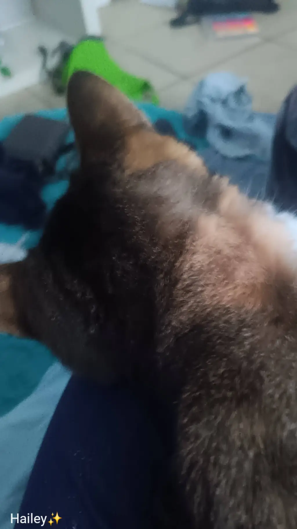 ai character: my cat ❤ background