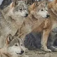 chat with ai character: 🐺wolf pack🐺