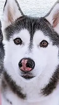 ai character: gonetothesnowdogs background
