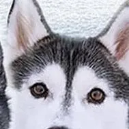 chat with ai character: gonetothesnowdogs