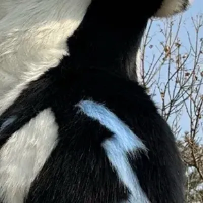 chat with ai character: Furry 