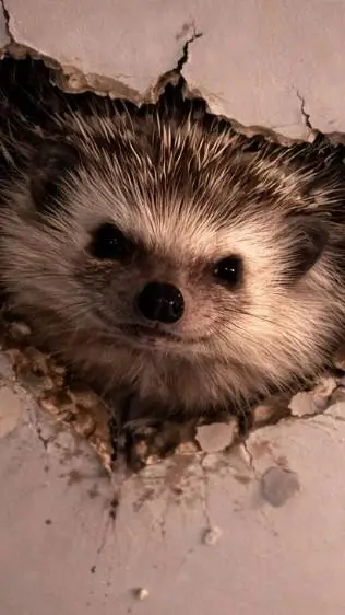 ai character: carl the hechog background