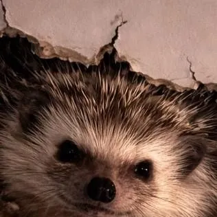 chat with ai character: carl the hechog