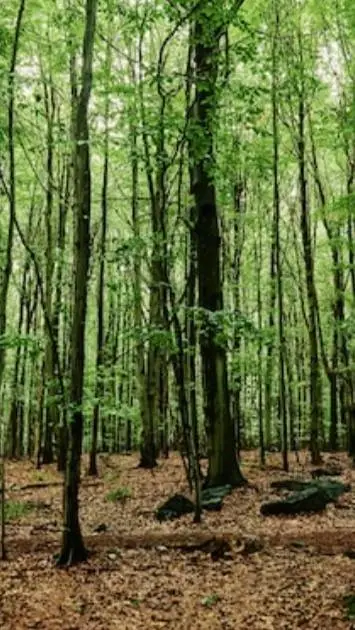 ai character: forrest background