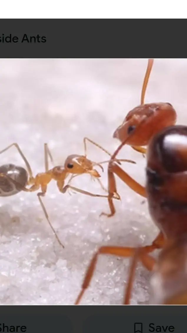 ai character: honeypot ant colon background