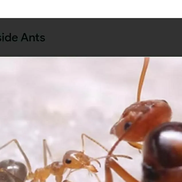 chat with ai character: honeypot ant colon