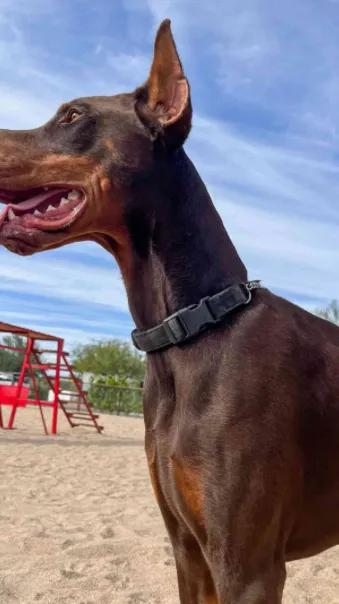 Talkie AI - Chat with Doberman 