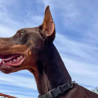 chat with ai character: Doberman 