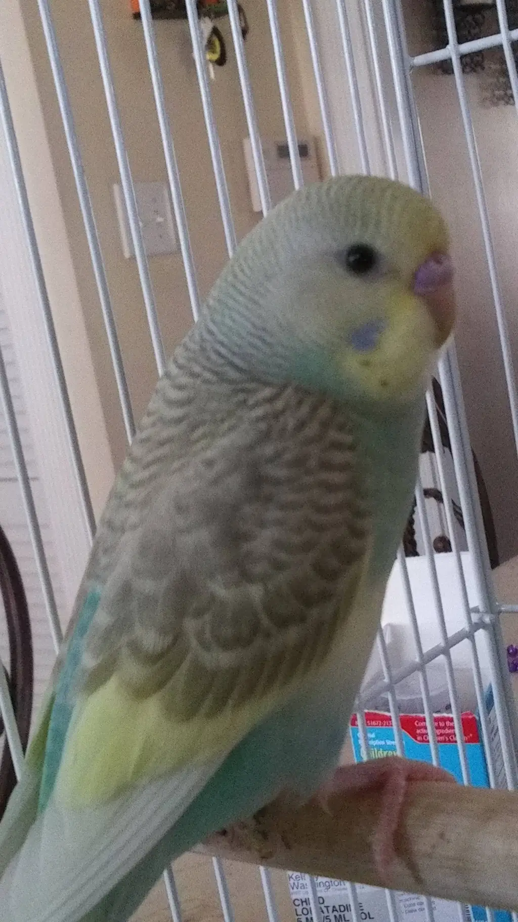 ai character: My bird! (Tweety)♡ background