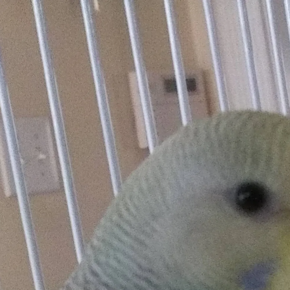 chat with ai character: My bird! (Tweety)♡